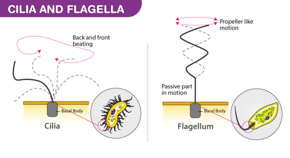 A comparative diagram of Cilia and Flagella