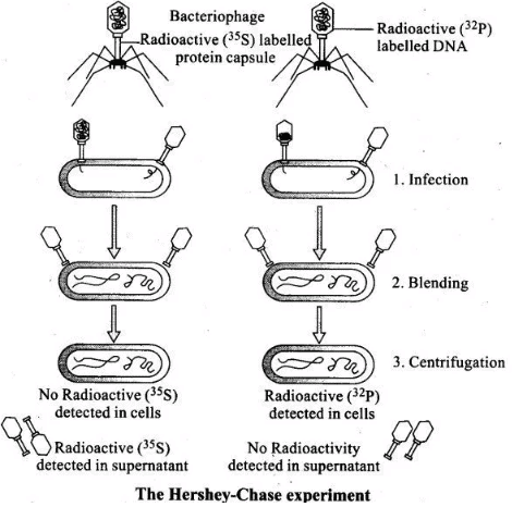 NCERT Exemplar: Molecular Basis of Inheritance - 2 | Biology Class 12 - NEET