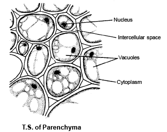 Permanent Tissues: Simple & Complex | Biology for ACT