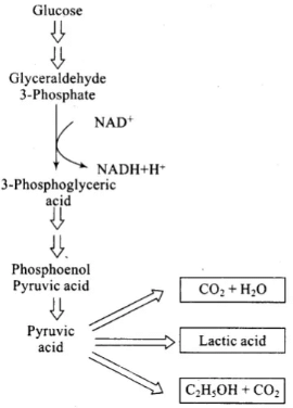 NCERT Exemplars: Respiration in Plants | Biology Class 11 - NEET