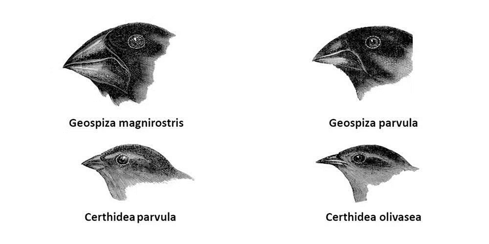 Evolution Chapter Notes | Biology Class 12 - NEET