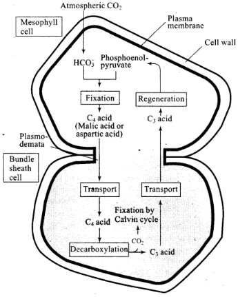 NCERT Exemplar: Photosynthesis in Higher Plants | Biology Class 11 - NEET
