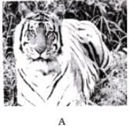 NCERT Exemplar: Biodiversity & its Conservation | Biology Class 12 - NEET