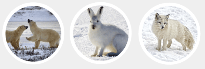 Animals Living in the Extreme Cold have Dense Fur and Fat for Heat Insulation