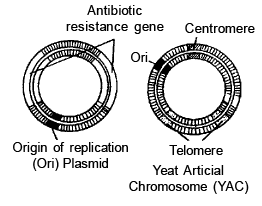 Genetics | Additional Study Material for NEET