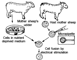 DNA Fingerprinting, DNA Test & Cloning | Biology for EmSAT Achieve