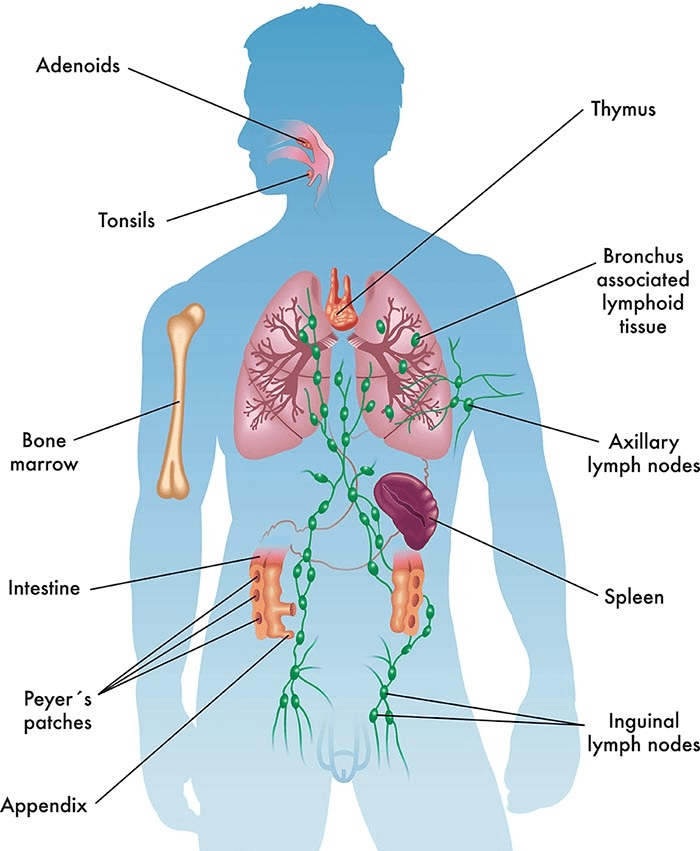 Immunity & Human Immune System | Biology for Grade 12