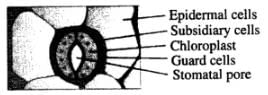 NCERT Exemplar: Anatomy of Flowering Plants | Biology Class 11 - NEET