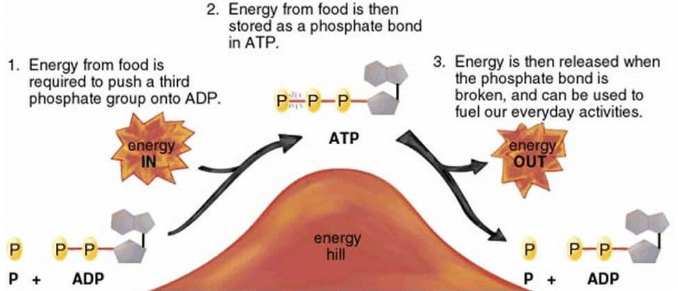 NCERT Solutions Class 11 Biology Chapter 14 - Respiration in Plants