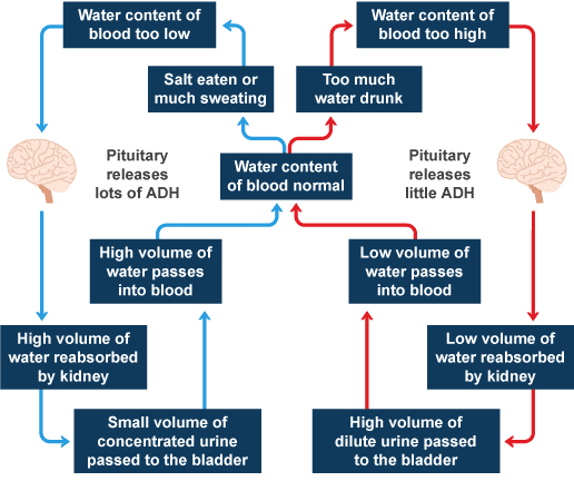 Excretory Products & their Elimination NCERT Solutions | Biology Class 11 - NEET