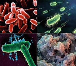 Introduction to Biological Classification | Biology for Grade 11