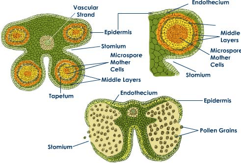 Traverse Sectional View of Tetrasporangiate (Labelled Diagram)