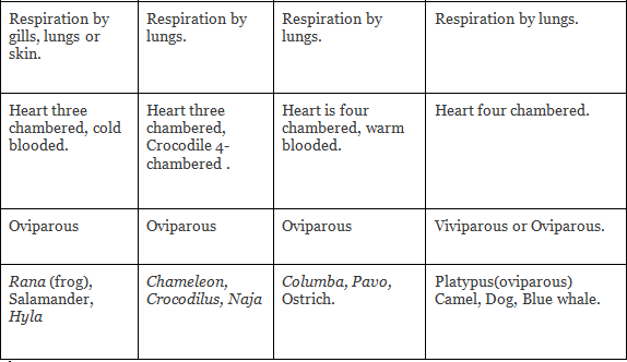 NCERT Notes: Animal Kingdom | NCERT Textbooks, Tests & Solutions - NEET