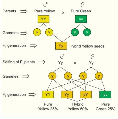 Inheritance of One Gene & Inheritance of Two Genes | Additional Study Material for NEET