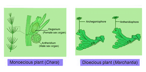 Important Diagrams: Reproduction In Organisms (Old NCERT) | Crash Course for NEET