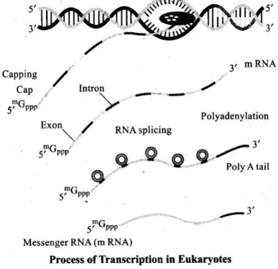 NCERT Exemplar: Molecular Basis of Inheritance - 2 | Biology Class 12 - NEET