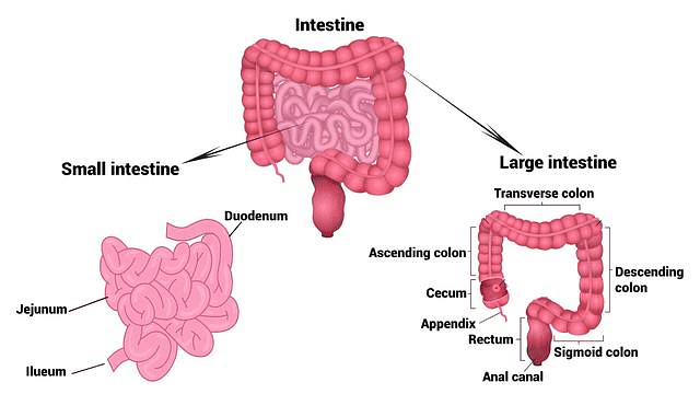 Important Diagrams: Digestion and Absorption (Old NCERT) | Crash Course for NEET