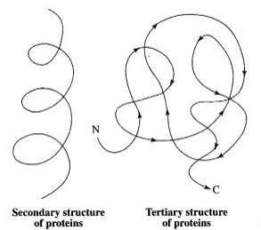 NCERT Exemplar: Biomolecules | Biology Class 11 - NEET