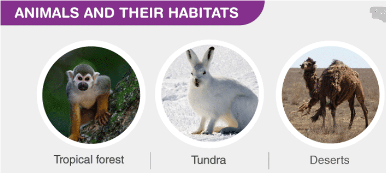 A habitat is the natural environment of an organism