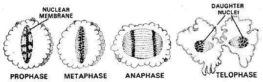 Phylum: Protozoa (Amoeba & Plasmodium) | Additional Study Material for NEET