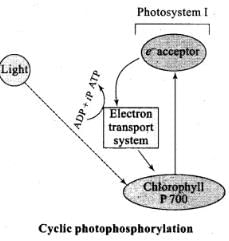 NCERT Exemplar: Photosynthesis in Higher Plants | Biology Class 11 - NEET