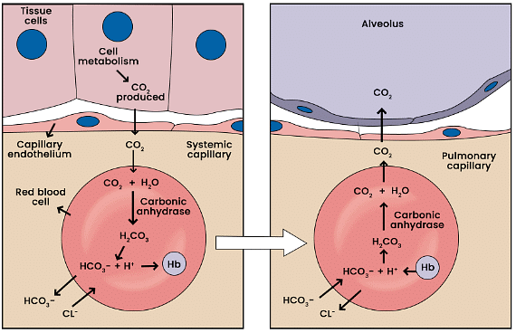 Breathing and Exchange of Gases Chapter Notes | Biology Class 11 - NEET