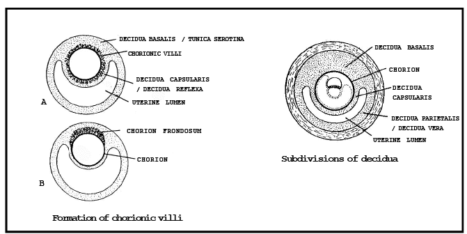 EXTRA EMBRYONIC MEMBRANES AND PLACENTA