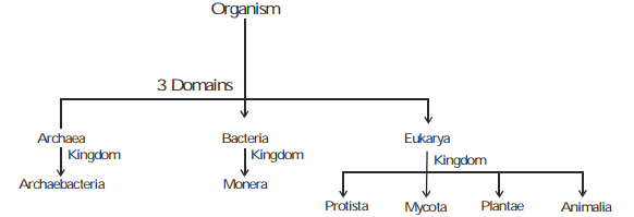 Plant Diversity,Botany,Class 11