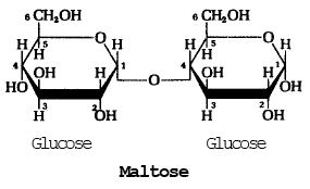Carbohydrates | Biology Class 11 - NEET