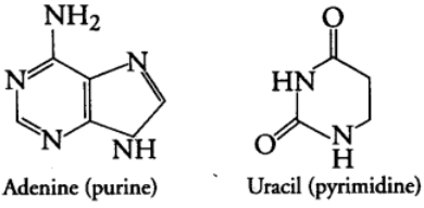 Biomolecules & Its Types | Biology Class 11 - NEET