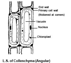 Permanent Tissues: Simple & Complex | Biology for ACT