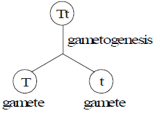 Inheritance of One Gene & Inheritance of Two Genes | Additional Study Material for NEET