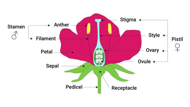 Structure of Flower