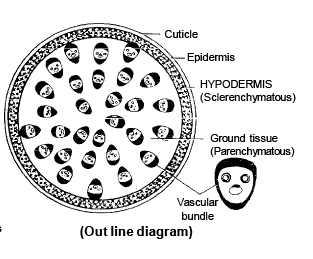 Anatomy of Monocot & Dicot Stem | Biology for JAMB
