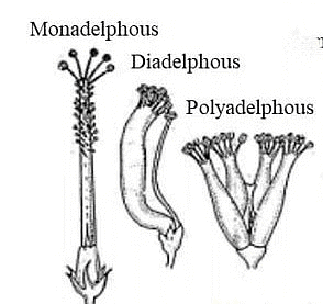 The Flower: Parts & Functions | Biology Class 11 - NEET