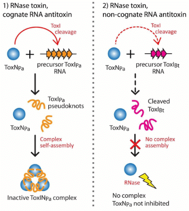 Bt Toxin