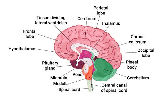 Important Diagrams: Neural Control and Coordination | Biology Class 11 - NEET