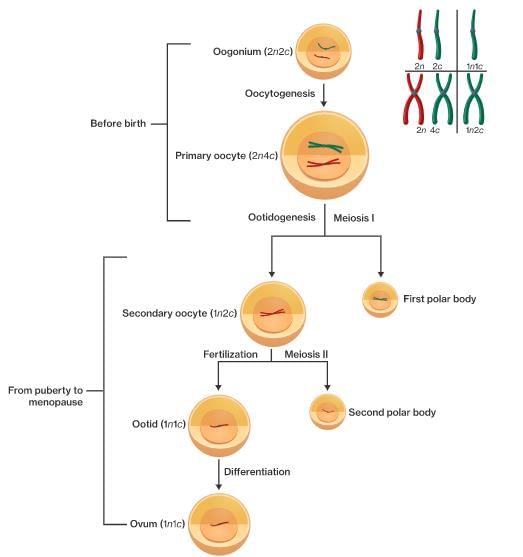 Oogenesis - Human Reproduction - Class 12