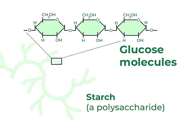 Nucleic Acids and Polysaccrides | Biology Class 11 - NEET