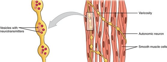 Muscle Contraction