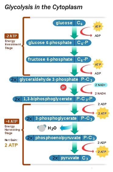 Important Diagrams: Respiration in Plants | Biology Class 11 - NEET