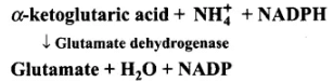 NCERT Exemplar: Mineral Nutrition (Old NCERT) | Biology for Grade 11