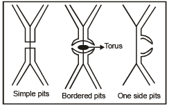 Cell Wall, Cell Membrane and Endomembrane System | Biology Class 11 - NEET