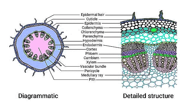Important Diagrams: Anatomy of Flowering Plants | Biology Class 11 - NEET