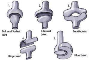 Skeletal System, Joints & Disorders | Biology Class 11 - NEET