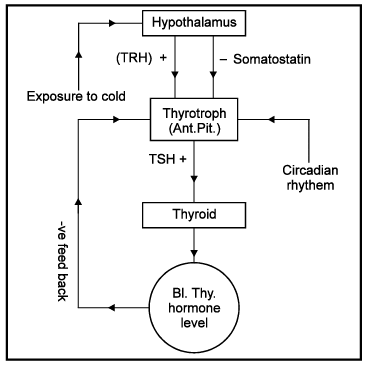 Thyroid, Parathyroid and Thymus Gland | Biology for JAMB