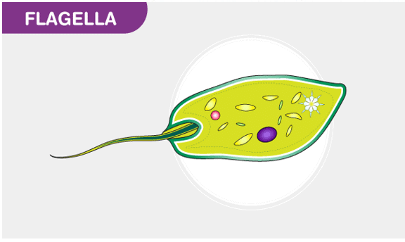 The diagram of a sperm representing Flagella Structure at the posterior end