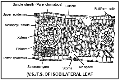 Anatomy of Leaf | Biology for JAMB