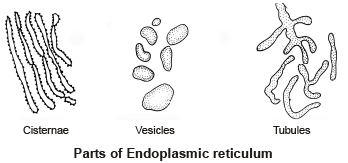 Endoplasmic Reticulum | Additional Study Material for NEET