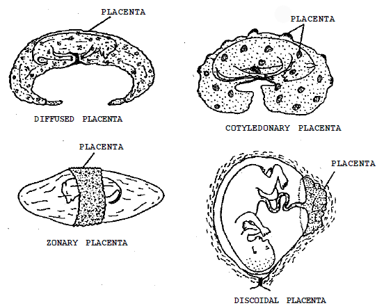 Fig: Different types of placenta
